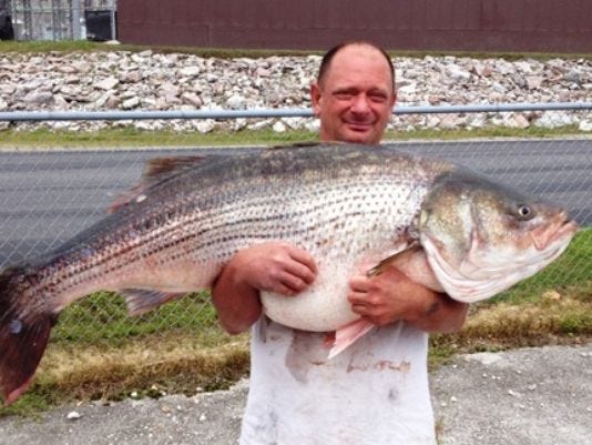 60 lb striped bass Clearance